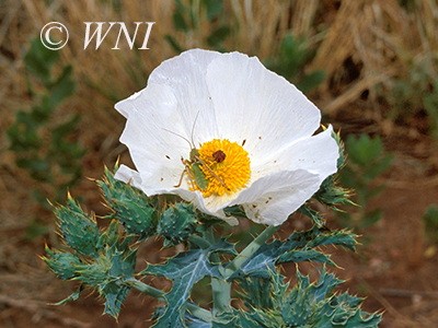 White Prickly-poppy (Argemone polyanthemos)